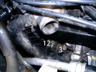 nissan maxima radiator hose